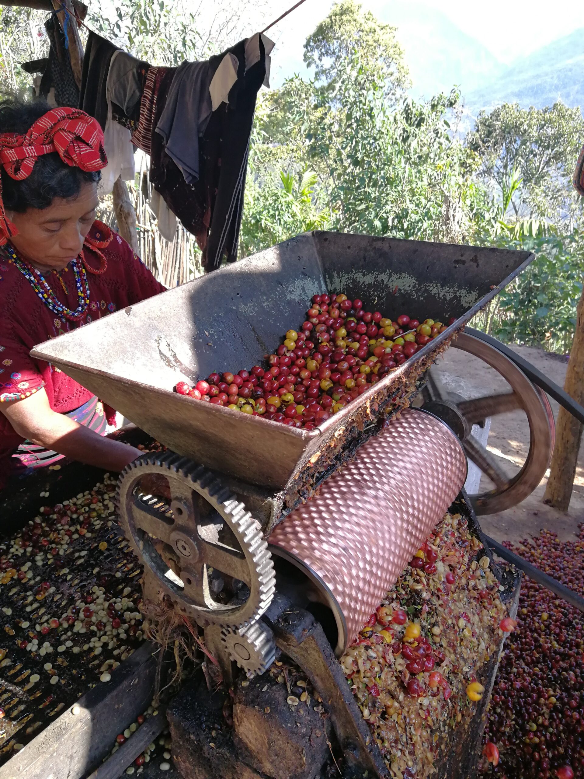 Koffiebonen uit Guatemala
